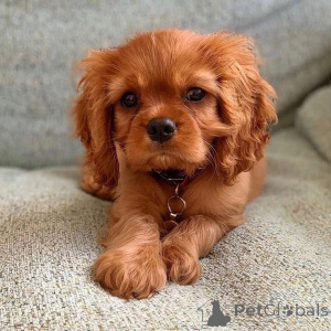 Zdjęcie №1. cavalier king charles spaniel - na sprzedaż w Hudiksvall | 4784zł | Zapowiedź №168262