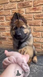 Zdjęcie №2 do zapowiedźy № 166963 na sprzedaż  owczarek niemiecki - wkupić się Francja prywatne ogłoszenie, hodowca