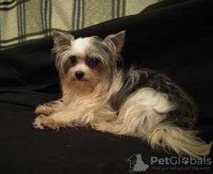 Zdjęcie №1. yorkshire terrier biewer - na sprzedaż w Petersburg | 1021zł | Zapowiedź №8737