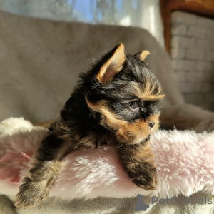 Zdjęcie №2 do zapowiedźy № 148568 na sprzedaż  yorkshire terrier - wkupić się Niemcy hodowca