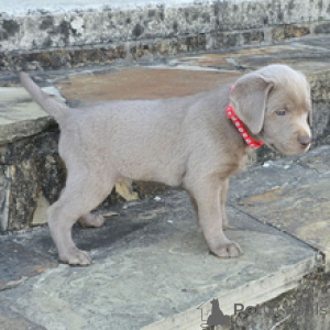 Zdjęcie №3. Pies labrador retriever, 7 tygodni Gotowy do 30 marca. Niemcy