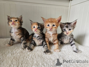 Zdjęcie №1. maine coon - na sprzedaż w Graz | negocjowane | Zapowiedź № 161160