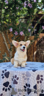 Dodatkowe zdjęcia: Welsh Corgi Pembroke szczenięta na sprzedaż