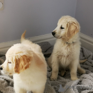 Dodatkowe zdjęcia: Szczenięta Golden Retriever z rodowodem są już dostępne w kochających domach