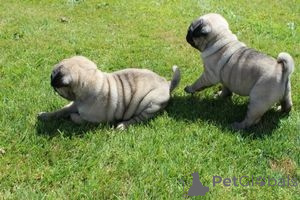 Zdjęcie №2 do zapowiedźy № 137917 na sprzedaż   - wkupić się Niemcy 