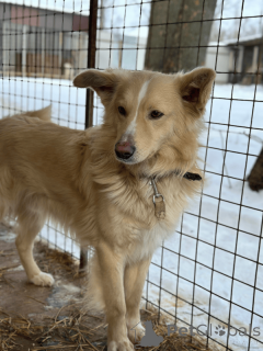 Zdjęcie №3. W poszukiwaniu kochającej osoby, psa potap.. Federacja Rosyjska