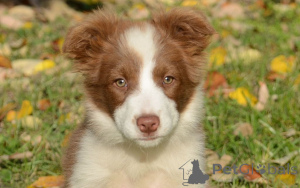 Zdjęcie №3. Koop szczenięcia Border Collie. Holandia