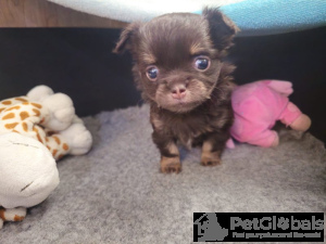 Zdjęcie №3. Schokoladen-tri-langhaar-chihuahua. Niemcy