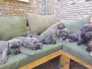 Zdjęcie №2 do zapowiedźy № 149315 na sprzedaż  cane corso - wkupić się Serbia hodowca