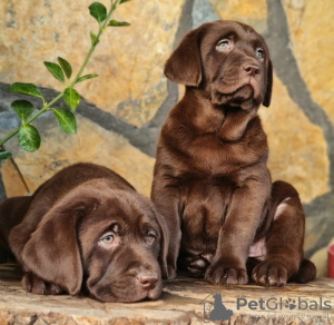 Zdjęcie №1. labrador retriever - na sprzedaż w Warszawa | 3348zł | Zapowiedź №63324