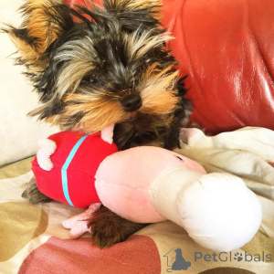 Zdjęcie №2 do zapowiedźy № 163243 na sprzedaż   - wkupić się Wielka Brytania 