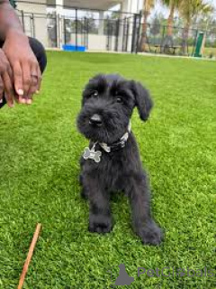 Zdjęcie №3. sprzedam szczenięta sznaucera. Niemcy