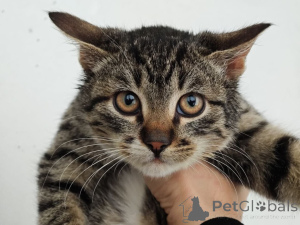 Zdjęcie №2 do zapowiedźy № 159964 na sprzedaż   - wkupić się Federacja Rosyjska prywatne ogłoszenie