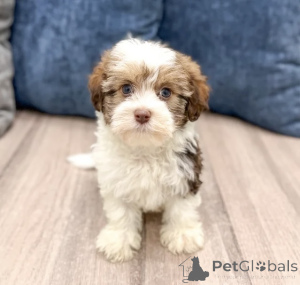 Zdjęcie №1. hawańczyk - na sprzedaż w Alavus | 2631zł | Zapowiedź №166140