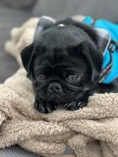 Zdjęcie №3. Lindos cachorros Mops do sprzedaży. Portugalia