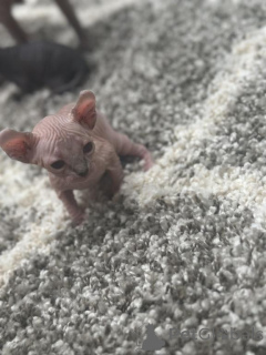 Zdjęcie №1. turecka angora - na sprzedaż w Cottbus | 1674zł | Zapowiedź № 150511