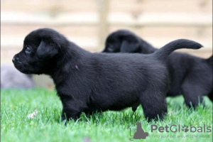 Zdjęcie №1. labrador retriever - na sprzedaż w Ontario | Bezpłatny | Zapowiedź №124106