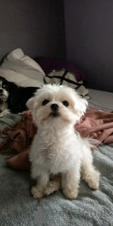 Zdjęcie №3. Chiot bichon maltański. Luksemburg
