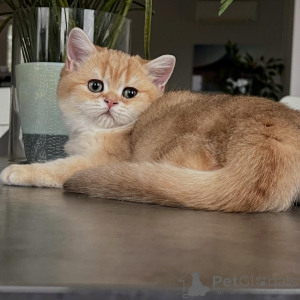 Zdjęcie №4. Sprzedam chinchilla cat w Berlin. hodowca - cena - negocjowane