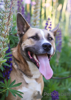 Zdjęcie №2 do zapowiedźy № 22503 na sprzedaż  pies nierasowy - wkupić się Federacja Rosyjska prywatne ogłoszenie