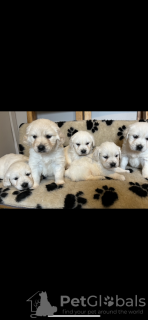 Zdjęcie №3. Chiots Golden Retriever Enregistrés au kc! Test ADN DES DEUX Parents. Prêt à. Niemcy