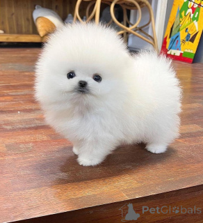 Zdjęcie №3. Süße, gesunde weiße Pomorskie-Welpen. Niemcy