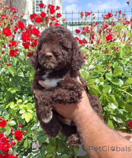 Zdjęcie №2 do zapowiedźy № 169521 na sprzedaż  lagotto romagnolo - wkupić się Serbia hodowca