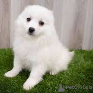 Zdjęcie №2 do zapowiedźy № 136093 na sprzedaż  pies nierasowy - wkupić się Szwajcaria 