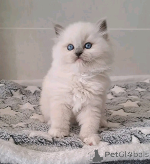 Zdjęcie №3. Dostępny piękny kociak ragdoll. Finlandia