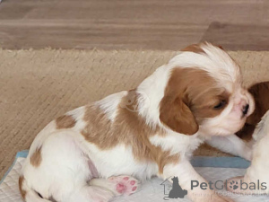 Zdjęcie №3. Cavalier King Charles Spaniel Welpen WhatsApp 44 7453 907158. Niemcy