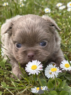 Zdjęcie №1. chihuahua (rasa psów) - na sprzedaż w Sivats | negocjowane | Zapowiedź №167435