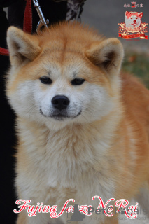 Zdjęcie №1. akita (rasa psa) - na sprzedaż w Chmielnicki | 3348zł | Zapowiedź №73346