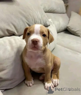 Zdjęcie №1. amerykański pitbulterier - na sprzedaż w Bochum | negocjowane | Zapowiedź №165783