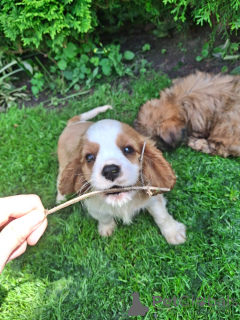 Zdjęcie №2 do zapowiedźy № 148743 na sprzedaż  cavalier king charles spaniel - wkupić się Łotwa prywatne ogłoszenie, od żłobka, hodowca