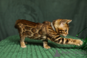 Zdjęcie №4. Sprzedam kot bengalski w Mińsk. od żłobka, hodowca - cena - negocjowane