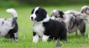 Zdjęcie №1. border collie - na sprzedaż w Vienna | negocjowane | Zapowiedź №77605