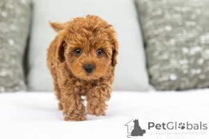 Zdjęcie №1. labradoodle - na sprzedaż w Beaufort | negocjowane | Zapowiedź №155590