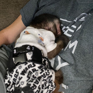 Zdjęcie №2 do zapowiedźy № 166195 na sprzedaż   - wkupić się Hiszpania hodowca