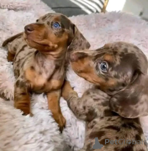 Zdjęcie №3. Szczenięta jamnika Do adopcji Blisko mnie PRizz DO NEGOCJACJI Typ zwierzaka. Hiszpania