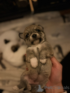 Zdjęcie №4. Sprzedam maltipu w Arizona City. prywatne ogłoszenie - cena - 1622zł