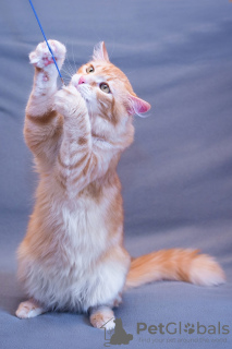 Dodatkowe zdjęcia: Prześliczny kot Ryzhik w dobrych rękach
