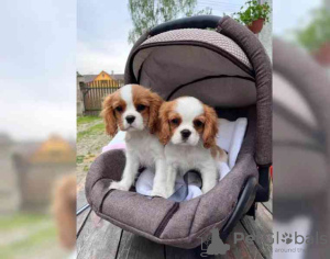 Zdjęcie №3. Piękne szczenięta Cavalier King Charles Spaniel... USA