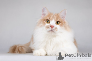 Zdjęcie №2 do zapowiedźy № 138653 na sprzedaż   - wkupić się Federacja Rosyjska prywatne ogłoszenie