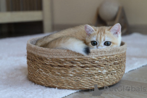 Zdjęcie №2 do zapowiedźy № 153756 na sprzedaż  kot brytyjski krótkowłosy - wkupić się Turcja hodowca