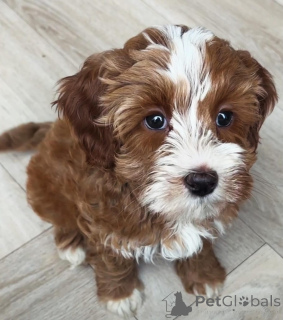 Zdjęcie №1. labradoodle - na sprzedaż w Emilianowie | negocjowane | Zapowiedź №173325