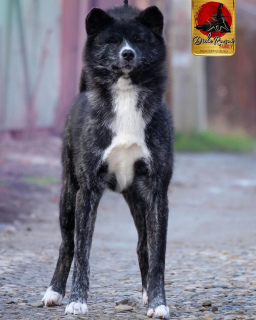 Zdjęcie №1. akita (rasa psa) - na sprzedaż w Krasnodar | Negocjowane | Zapowiedź №5605
