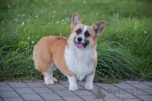 Dodatkowe zdjęcia: Welsh Corgi 3 mięsiąca (utytułowane rodzicy )