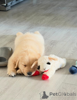 Zdjęcie №2 do zapowiedźy № 173322 na sprzedaż  golden retriever - wkupić się Polska prywatne ogłoszenie