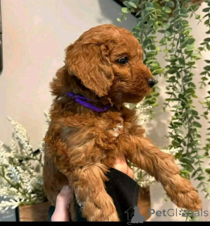 Zdjęcie №2 do zapowiedźy № 138632 na sprzedaż  hawańczyk - wkupić się USA hodowca