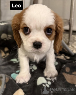 Zdjęcie №2 do zapowiedźy № 169612 na sprzedaż  cavalier king charles spaniel - wkupić się Finlandia prywatne ogłoszenie
